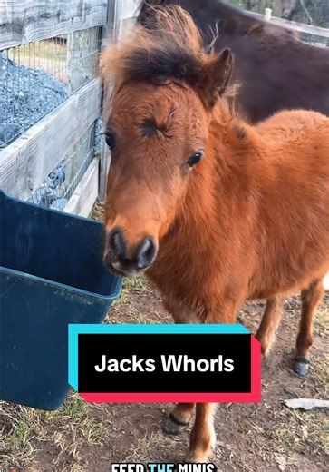 Jack’s Whorls🐴💙 | Katievanslyke