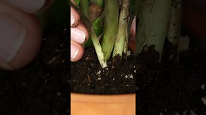 6 Common Houseplant Problems and How to Fix Them - The Global Herald