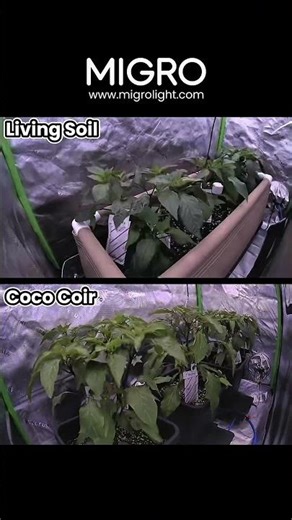 Living Soil vs. Coco Coir Timelapse