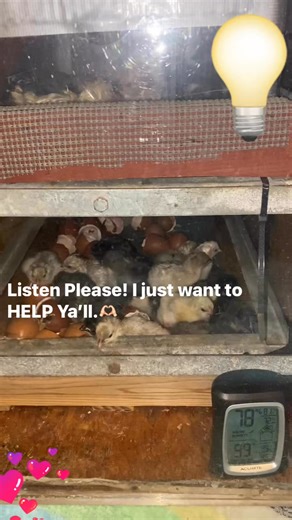 Holly Seley on Instagram: "I truly hope this helps Somebody understand how humidity works inside of an incubator. 💜It is the same for a big one as it is for a small one …During lockdown the humidity should stay up unless you see water beads, coming off the side of the incubator and chicks literally drowning.You should keep it at a steady range between 65 and 72% humidity. The only reason that that bottom one is at 79 is because three literally just hatched. It will rise for a few minutes and th