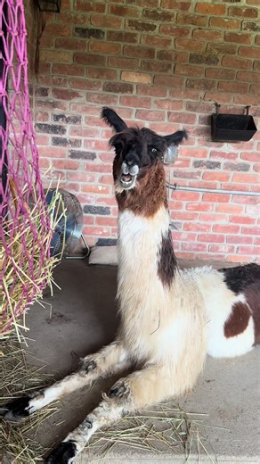 The Packing Llamas on TikTok