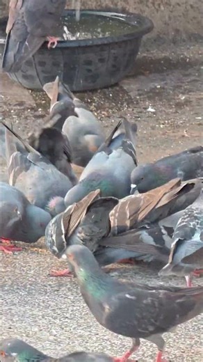 Don't listen to the video #KetoNa🚩🚩