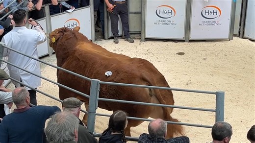 11K views · 97 reactions | Spring Show & Sale of Pedigree Limousin Bulls & Females Borderway Carlisle Saturday 3rd May 2025 Lot 144 Cowin Ultrasonic (Senior Champion) sold for 20,000gns from MESSRS W D D & C JAMES | British Limousin Cattle Society | Facebook
