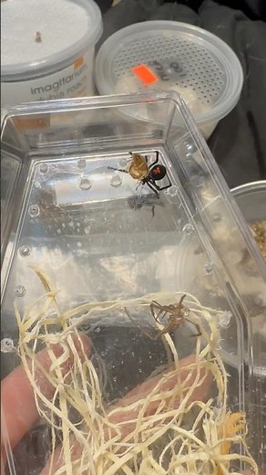 So fascinating. ✨ Southern Black Widow ~ Latrodectus Mactans ✨ ⚠️Feeding Video⚠️