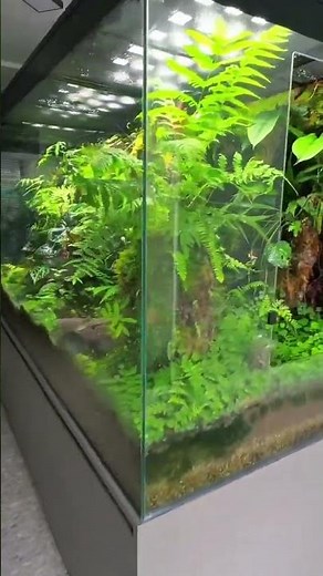 Terrarium Peace | Build a Living Jungle with REPTIZOO