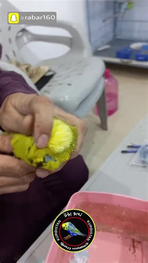 Feather Trimming Tips for Your Pet Parakeet