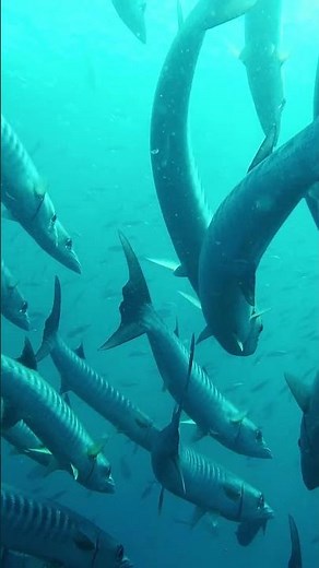 🐟⚡ Amazing Barracuda Fish | The Lightning-Fast Predator of the Sea
