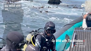 Dive into the documentary Apex Alley on peoplesplanet channel 115 on Openview Flighting 30th November 8pm! At Africa’s southern tip, where warm and cold currents collide, lies one of the planet’s most extraordinary marine highways. Apex Alley takes us deep into this world—following bull sharks, blacktips, and tiger sharks on epic journeys shaped by ancient currents. But it’s more than breathtaking footage—it’s a powerful call to action against overfishing, climate change, and the loss of iconic 