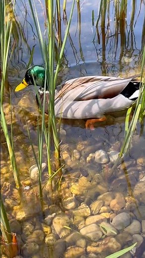 Mallard or Wild Duck!!! #nature #farm #shorts