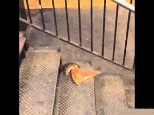 Watch a Rat Drag a Slice of Pizza Down Stairs in a New York City Subway Station