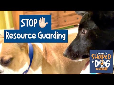 Resource Guarding: Dog vs Dog Aggression #66