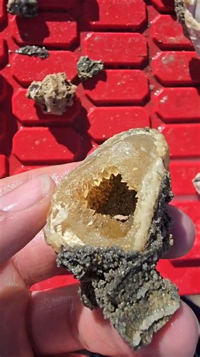 Finding Amazing Calcite Crystals ✨️💎 & Fossils 🐚 in Florida 🌴#Florida #crystals #foryou