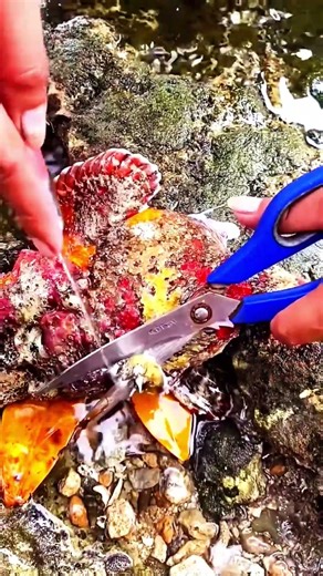 ⚠️ Removing Lethal Spines from the World’s Deadliest Fish! #shorts