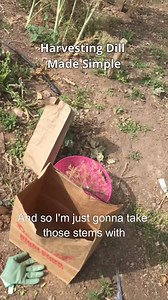 6.5K views · 23 reactions | Simplify your dill harvest with these essential tips. No complications, just a straightforward method to get the job done. | Simply Canning | Facebook