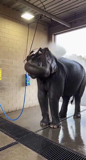 Elephant in a Car Wash?! 🐘🚿 | Funny & Unexpected Moment