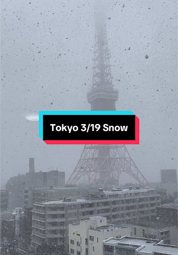 Rare March Snowfall in Tokyo: A Winter Wonderland