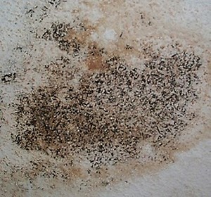 A Brief Guide to Mold Remediation
