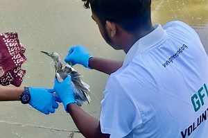 Save Innocent Birds Trapped in Deadly Nets