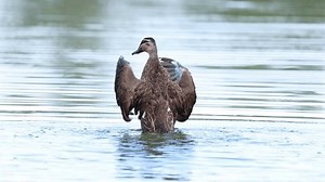 Duck Landing On Water Flapping Wings Stock Footage Video (100% Royalty-free) 3472037743 | Shutterstock