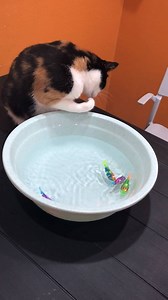 Fish toys. A good gift for cats who are afraid of water.Make the water familiar. I bought them from amazon. https://amzn.to/2M9kT8o | Blackhole Cat Litter Mat