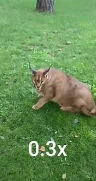 Chonky Floppa Hissing in 1x 0.5x and 2x