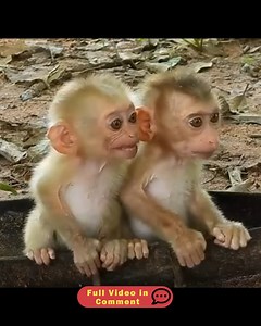 A Kind Heart Saves Two Starving Baby Monkeys | Stone Monkey