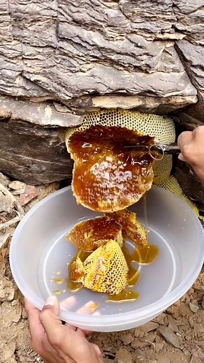 ネパールのハチミツ収穫：自然と野生を探求