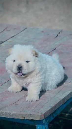 cutiee chow chow female 😍 #viralvideo #pets #chowchow #trendingshorts