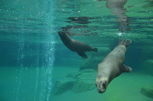 Animaux Zoo de Vincennes - Otaries, Singes, Lions... [PHOTOS]
