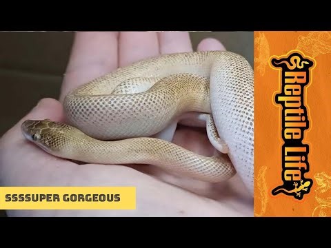 Tarble (T+ albino Marble) Childrens Python | Reptile Life Ferntree Gully