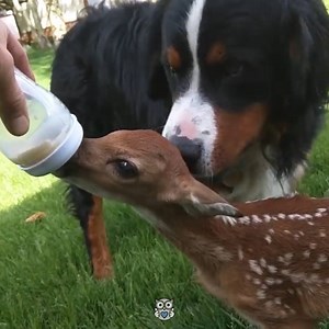 This abandoned baby deer gets rescued by a kind-hearted man 💙 | Appreciate