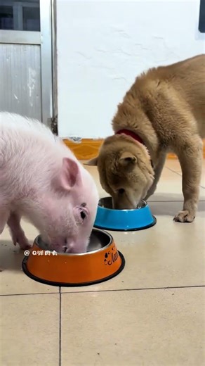 Pig & Dog Friendship: Harmonious Eat Together