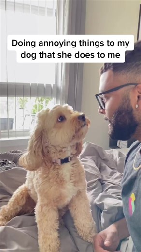 227K views · 1.7K reactions | Does anyone else’s dog soft bark at them for attention？  #doggo #PetsOfTikTok #cockapoo | Luna Cockapoo | Facebook
