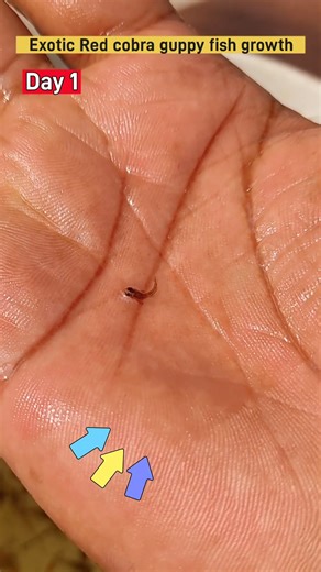 Exotic red cobra guppy fish growth timeline #fishshorts #guppyfish #shortsfeed