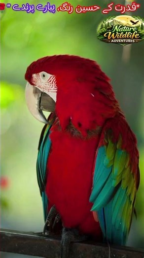 Most Beautiful Colorful Birds in Nature 🐦🌈