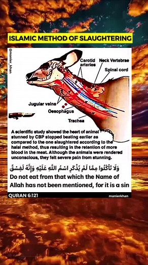 Islamic Slaughtering Techniques: Halal Methods Explained