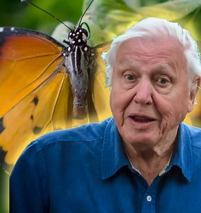 6.6M views · 1.1K shares | Meet the insects that send out a warning to predators... Eat me and regret it! 濫 | BBC One | Facebook