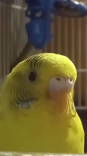 Time for Star to go to bed with Star Light Star bight lullaby.