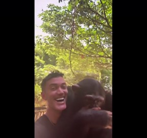 Limbani the chimpanzee smiles in video shared by caretaker