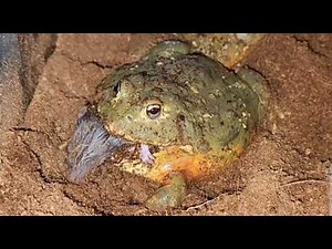 Pixie Frog Eats Rat Tail 1st / Warning Live Feeding