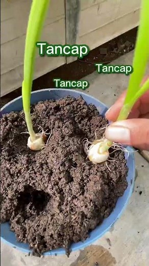 Easy way to plant garlic so it produces lots of bulbs