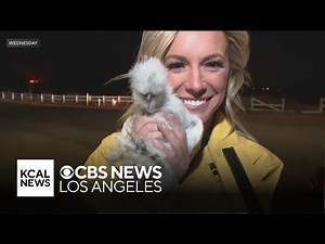 KCAL News Reporter Amanda Starrantino rescues her pet chickens during Hughes Fire evacuation