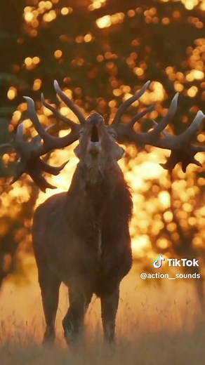 Wonderful Sounds of Animals in Nature