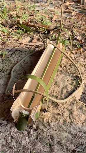 making a bamboo trap for hunting in the wild #survival