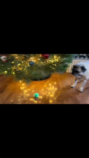 From the vault. Baby Sushi being a total terror to her siblings. Just the normal shenanigans | Sushis.Mom