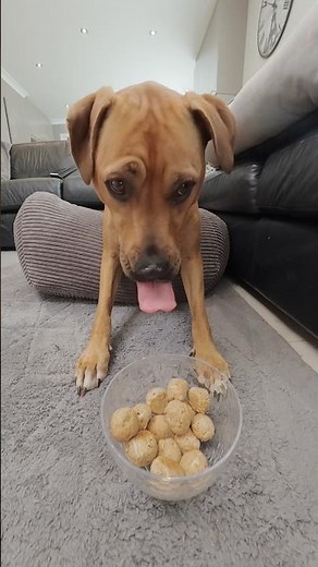 Homemade Sardine & Apple Dog Treats, Easy Healthy Dog Recipe 🐶