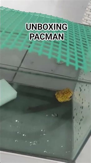 Unboxing pacman frog katak pacman #kodoklucu #pacman #frog #katak #amfibi #hewan #animals #aquarium