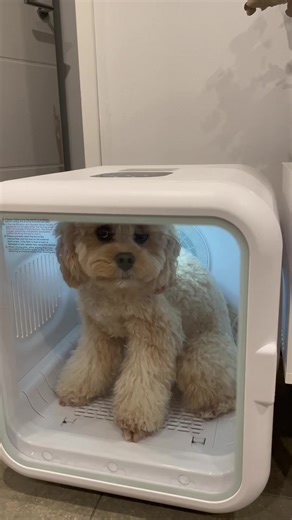Clever Dog Trains Owner Using Dryer Box Treats