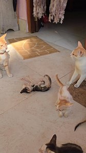 You are not my baby: An argument between mom and dad #cat #kitten #catdad #catmom #malevsfemale | Andaman Baby