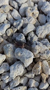 3.7K views · 17 reactions | What is this alien looking crab??? #uap | Florida, Wild & Free | Facebook